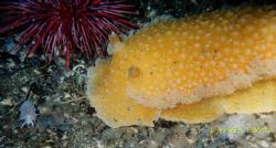 I noticed the huge orange peal nudibranch at first and wa... by Lyndell Weldon 